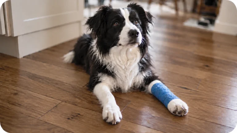 Dog with bandaged leg for pet insurance coverage